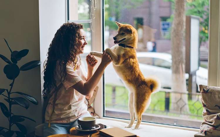 4 Constructive Pondering Methods to Look at from Caring for Pets